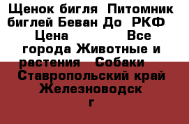 Щенок бигля. Питомник биглей Беван-До (РКФ) › Цена ­ 20 000 - Все города Животные и растения » Собаки   . Ставропольский край,Железноводск г.